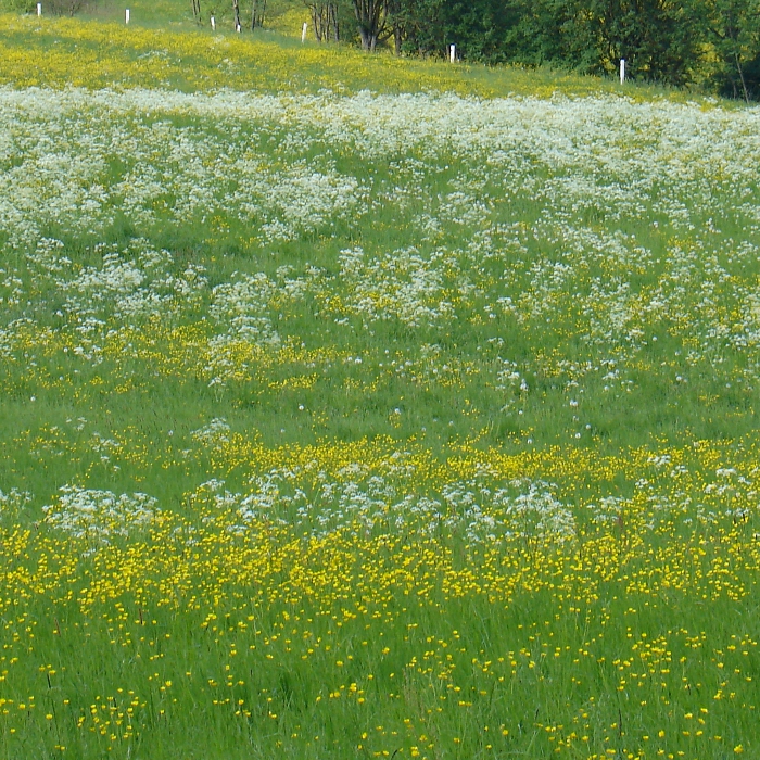 Durch Kerbel verunkrautete Wiese